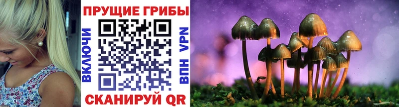 Галлюциногенные грибы Psilocybine cubensis Купить где Неман